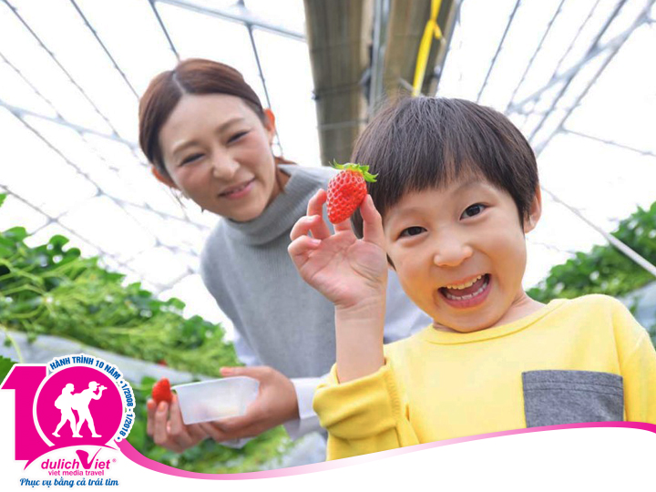 Tour Nhật Bản thưởng thức và hái trái cây tại vườn dịp hè 2018